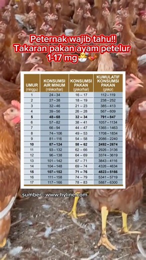 Takaran pakan ayam petelur sesuai umur #fyp #ayampetelur | Zend Moh Saleh