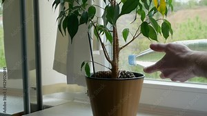 A man gives a green plant something to drink. Water a flowerpot with water, an eco-friendly tree at home, a beautiful flowerpot in a pot on the window of the house