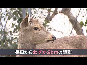 梅田までわずか２キロの場所でも…奈良公園から来たとみられるシカ なぜ遠く離れた大阪で目撃？ 捕獲しても奈良公園には返せない？？ 大阪市の対応検討続く
