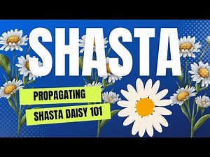 Shasta Daisy | Propagating | How to