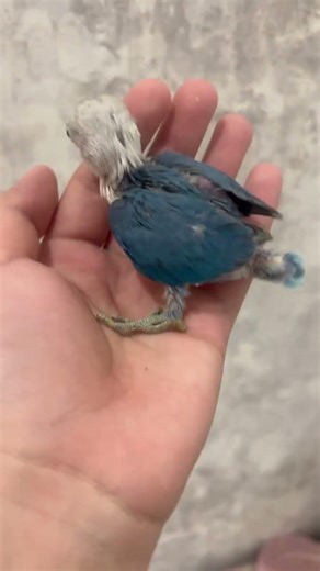 #agapornis #inseparables #lovebirds #birds #loroyacodarko