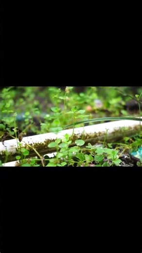 Ultimate ASMR Relaxation with Flower Shine | Calming Sounds & Visuals #ASMR #FlowerShine