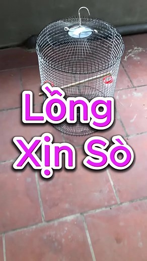 Khám Phá Chim Chích Chòe: Đặc Điểm và Tập Tính