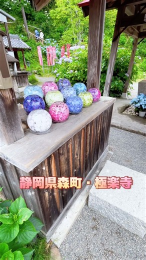 金魚鉢あじさいが美しすぎる💙🩷