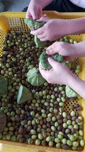 體驗剝蓮子Shelling lotus seeds #白河#蓮子#蓮花王#剝蓮子#蓮花季
