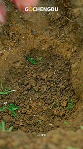 Discover the timeless artistry of Bone and Wood Inlay, a stunning Chinese intangible cultural heritage that brings intricate craftsmanship to life! ✨🪵🐚 #ChineseHeritage #BoneWoodInlay #TimelessCraftsmanship #IntangibleCulturalHeritage #TraditionalCrafts #ArtisanSkills #HandmadeArt #CulturalTreasure #CraftsmanshipMatters #HeritagePreservation #china #memoriesofchengdu | Go Chengdu