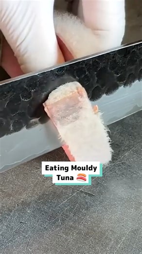 I really just ate tuna with mold on it! 🍄🐟 | Craft Factory