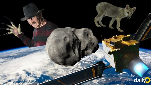 Science Wrap: NASA's anti-asteroid satellite, the first cloned Arctic wolf