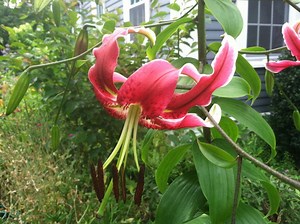 In The Garden This Week: Some Common Gardening Problems