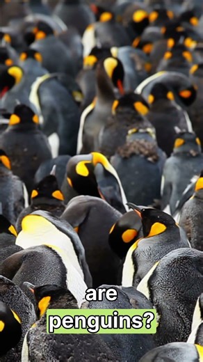 The Hidden Story of African Penguins