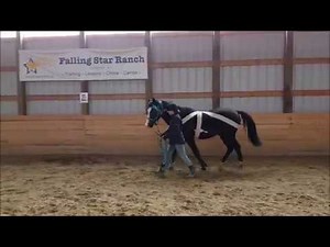 Introducing a horse to Tellington TTouch body wraps