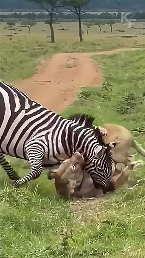 Zebra Escapes Lioness Attack in the Wild