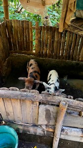 Agoy! Letson baboy. 🤫😅 | Deric Fernandez