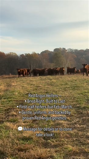 ✨ ✨ Quality Starts Here — Red Angus Heifers for Sale! ✨ ✨ FOR SALE: 📍 First-Time Red Angus Heifers • AI BRED to calve March 7 to BIEBER BLUE CHIP • Gentle disposition, solid genetics • Uniform group and well-handled • Currently on pasture, being handled quietly, and bred for consistency and calving ease. 📞 Contact us for details, pricing, and viewing appointment. #RedAngus #Cattle #Livestock #Heifers | Chronicles of Kayla Wieczorek