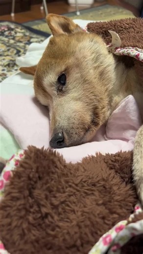 泣き崩れる犬の感動的なお話