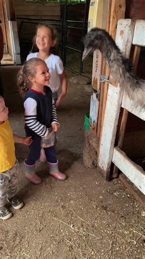 Warning: Once Emmanuel spots the treat bag, there’s no turning back! Who else has that one friend who’s always first in line for snacks? 🤠🌾 #emu #pettingzoo #pettingfarm #visitus #fyp