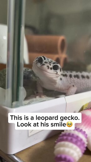 Leopard Gecko: Unique Traits and Care Tips