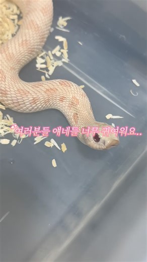 뱀 얼굴이 돼지코 같아요🐽