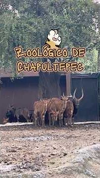 Visitando el Zoológico de Chapultepec | Bosque de Chapultepec, CDMX
