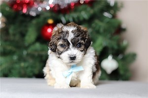 Carter - Shichon Puppy 45808B