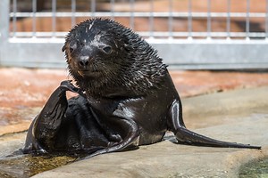 1.8K views · 110 reactions | The swimming lesson number 3. The baby of brown fur seal has already learned to swim. It's so good that there is a possiblity that you may see it in a large pool in the exposition in August. Video: Lubor Mach | Prague Zoo | Facebook
