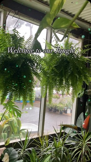 Forresters Beach Garden Centre on Reels