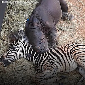 1.8M views · 10K reactions | They are different species. But...