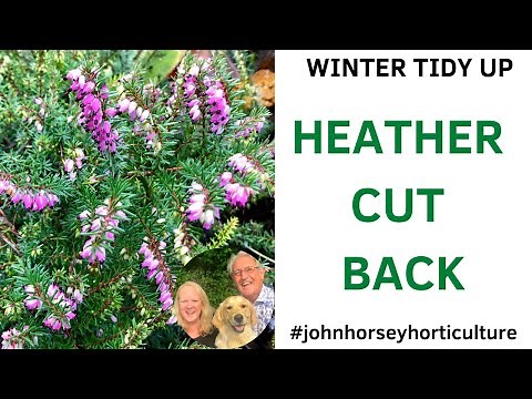 MASTER THE ART OF HEATHER PRUNING FOR A STUNNING SPRING GARDEN!