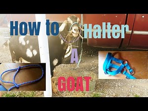 How to put a halter on a goat