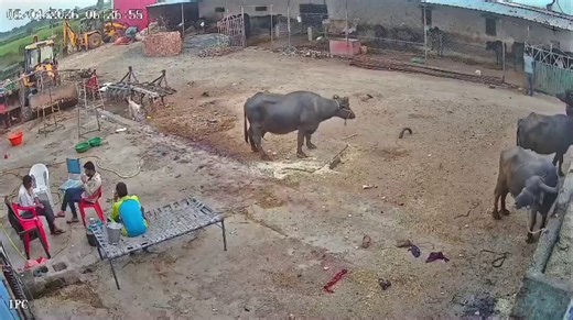 Shocking CCTV footage of an unprovoked stray dog suddenly going berserk goes viral!Attacks 4 men relaxing in farmyard — chairs & charpai flying in seconds. All under rabies treatment!