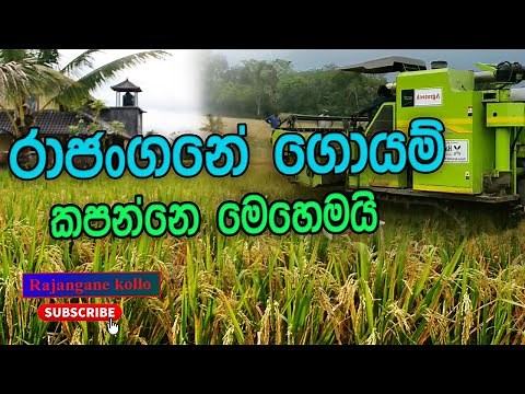 Paddy Field - Rice Harvester Machine - goyam kapana machine sinhala .. Rajangane - Agrotech