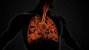 Anatomical Structure Lungs Respiratory System Stock Footage Video (100% Royalty-free) 1110513811 | Shutterstock