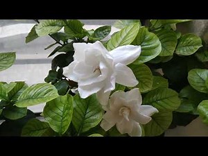 5 things that I do to get more flowers on Gardenia plant