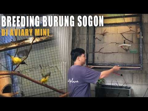MAKE A MINI AVIARY FOR BREEDING SOGON BIRD