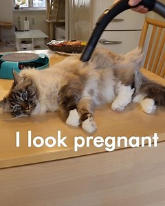 The royal vacuum treatment for the queen and servant Gilbert 😏❤️ | MetDaan Animals