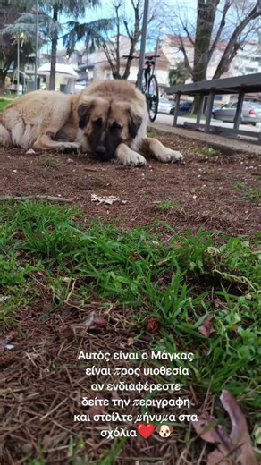 αυτος ειναι ο μάγκας είναι 59 κιλά είναι φιλικος με παιδάκια βοηθήστε να του βρούμε ένα σπίτι