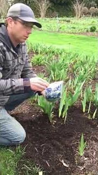 How to Fertilize Your Iris with Low-Nitrogen Fertilizer in the Spring