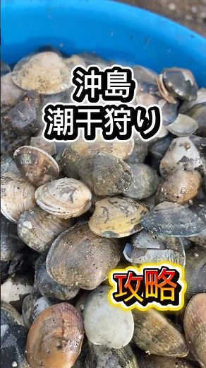 知らないと取れない｜沖島 潮干狩り攻略