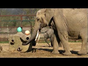 Elephant Eggs