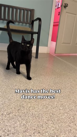 Mavis has the best dance moves… and an even sweeter heart. 💛 We had a little fun with her strut, but behind those moves is a soft, sensitive girl who truly just wants to feel safe and loved. Mavis is 1 year and 7 months old and wonderful with people of all ages. She does great with other cats and would prefer a dog-free home. In a calm, quiet space, she really shines. Simple supports like Feliway diffusers and a predictable routine help her feel secure and settled. When she feels safe, she blos