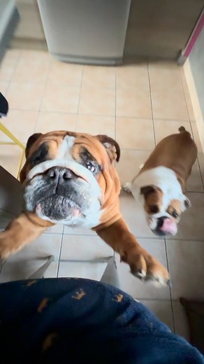 2.9K views · 684 reactions | Les nez de la gastronomie française, c’est eux   稜 | Made in Bulldog and Co | Facebook