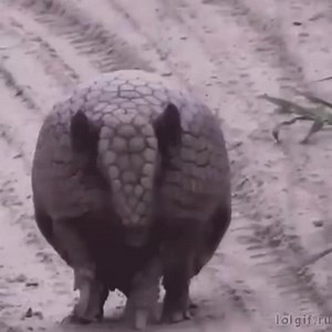 The defence mechanism of an Armadillo… . We have a video category in our competition … and we await your fabulous entries!! . #armadillo #selfdefence @comedywildlifephoto @amysedaris @boredpanda #animalsofinstagram #funnyanimals | Comedy Wildlife Photography Awards