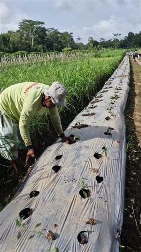Planting and harvesting rice seedlings without using tools-Agriculture farming #shorts
