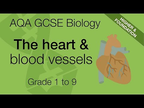 AQA GCSE Biology: The Heart and Blood Vessels Explained | GCSE 9-1 Revision