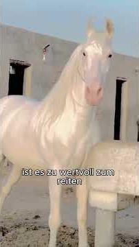 Which horse can you actually ride