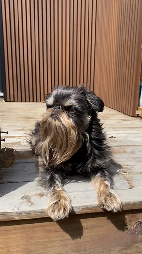 Meet Waffles: The Adorable Brussels Griffon