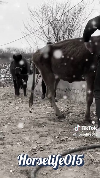 Horse and Cow Breeding Insights Today