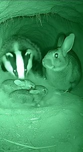 Bonnie Rabbit on Reels