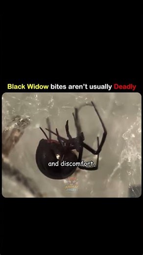 Black Widow Bites Aren’t What You Think
