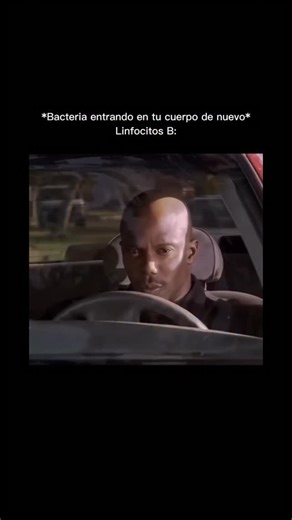 Bioquímica en Movimiento-TO on Instagram: "Los linfocitos B son células fundamentales de la inmunidad adaptativa. Su función principal es la producción de anticuerpos y la generación de memoria inmunológica. Tras la activación por un antígeno, pueden diferenciarse en células plasmáticas o células B de memoria. 💉🧫 . . . . #ciencia #bem #dexter #dextermorgan #divulgacióncientífica #bioquimica #bioquímica #aprenderesdivertido #cienciaparatodos #inmunologia"